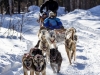 Dog sled in the Chena Resort