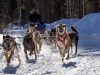 Chena resort has a set of dog sled tour available.