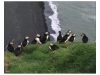 Atlantic Puffin (Fratercula arctica)