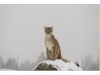 A mountain lion (Puma concolor) sitting