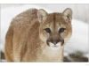 Close up of a mountain lion (Puma concolor)