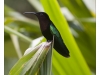 Martinique Humming bird (Coereba flaveola)