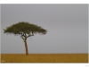 Acacia tree (Acacia drepanolobium)
