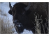 Close up of a bison