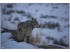 Coyote