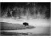 Lonely bison