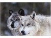 Wolves from Yellowstone National Park