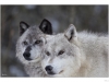 Wolves from Yellowstone National Park