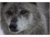 Wolves from Yellowstone National Park