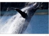 Humpback whale breaching out of the water