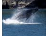 Young humpback whale breaching out of the water