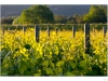Sauvignon grape vines