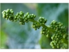 Sauvignon grape