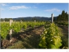 Row of sauvignon blanc vines