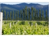 Row of sauvignon blanc vines