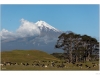 Cows grazing with Mount Taranaki in the background