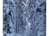 After a large winter storm has dumped two feet of snow in the lake tahoe area. The trees are covered by a lot of snow.