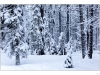 After a large winter storm has dumped two feet of snow in the lake tahoe area. Trees are completely covered by the snow.