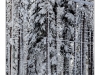 After a large winter storm has dumped two feet of snow in the lake tahoe area. Kids could use the road as luge track. There is two kids, two adults and one dog.
