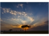 Acacia tree (Acacia drepanolobium)
