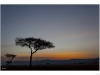 Acacia trees (Acacia drepanolobium)