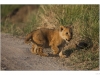 Lion cub