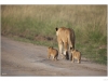 Lion family