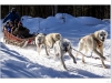 Close up of dog sled.