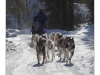 Dog sled