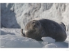 Bearded seal taking a nap