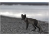 Arctic fox (Vulpes lagopus) with its summer coat.