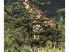 Giraffa camelopardalis