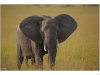 African Savanna Elephant (Loxodonta africana cyclotis)
