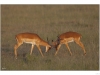 Impala playing