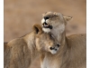 Affection