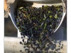 Harvesting of olives