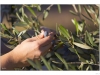 Harvesting olives