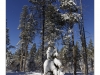 Trees covered by snow