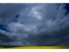Storm brewing over colza field