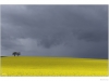 Brassica rapa (syn. Brassica campestris)