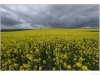 Storm brewing over colza field