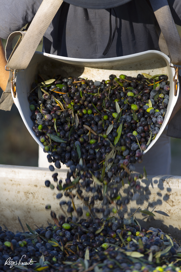 Harvesting olives, the first step behind good olive oil Regis Vincent