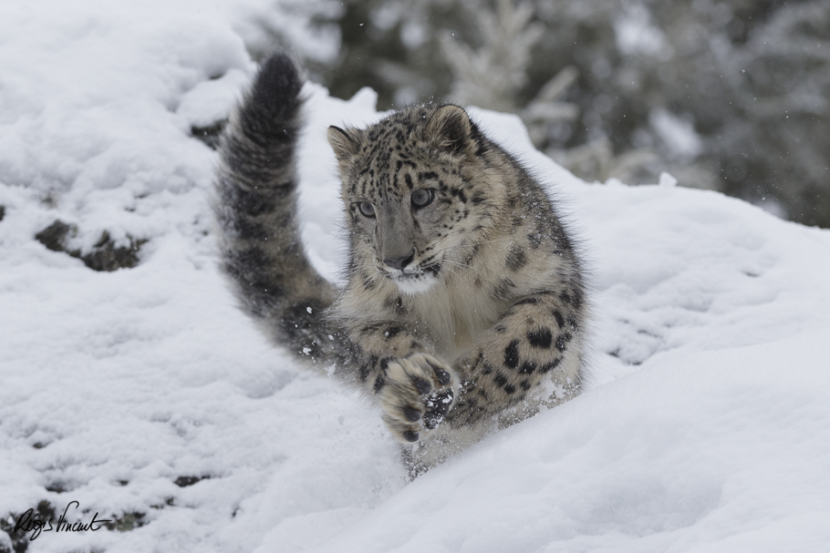 Snow leopard in winter